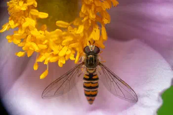 Marmalade Hover Fly