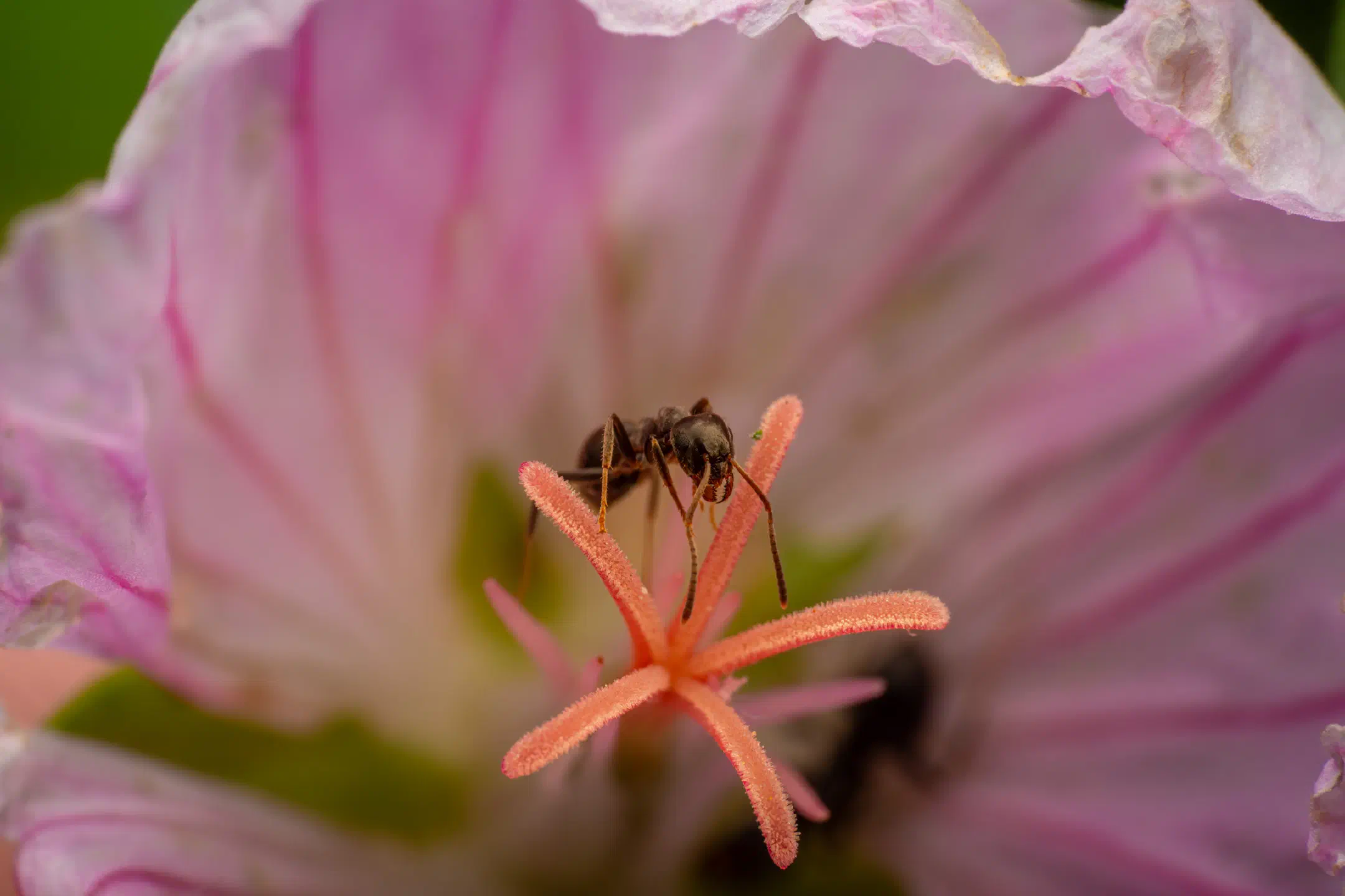 Black Garden Ant | Black Garden Ant