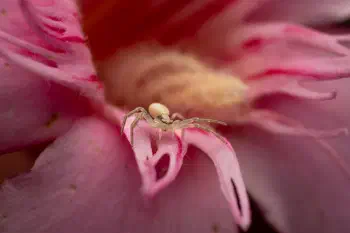 Goldenrod Crab Spider
