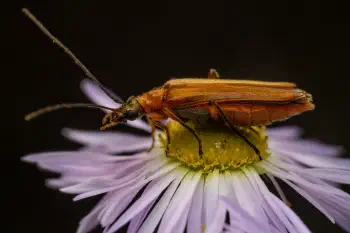 Oedemera podagrariae