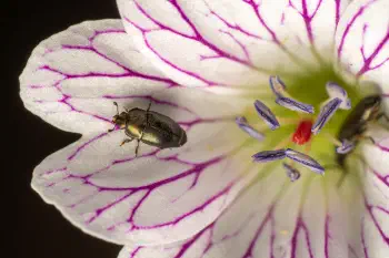 Common Pollen Beetle