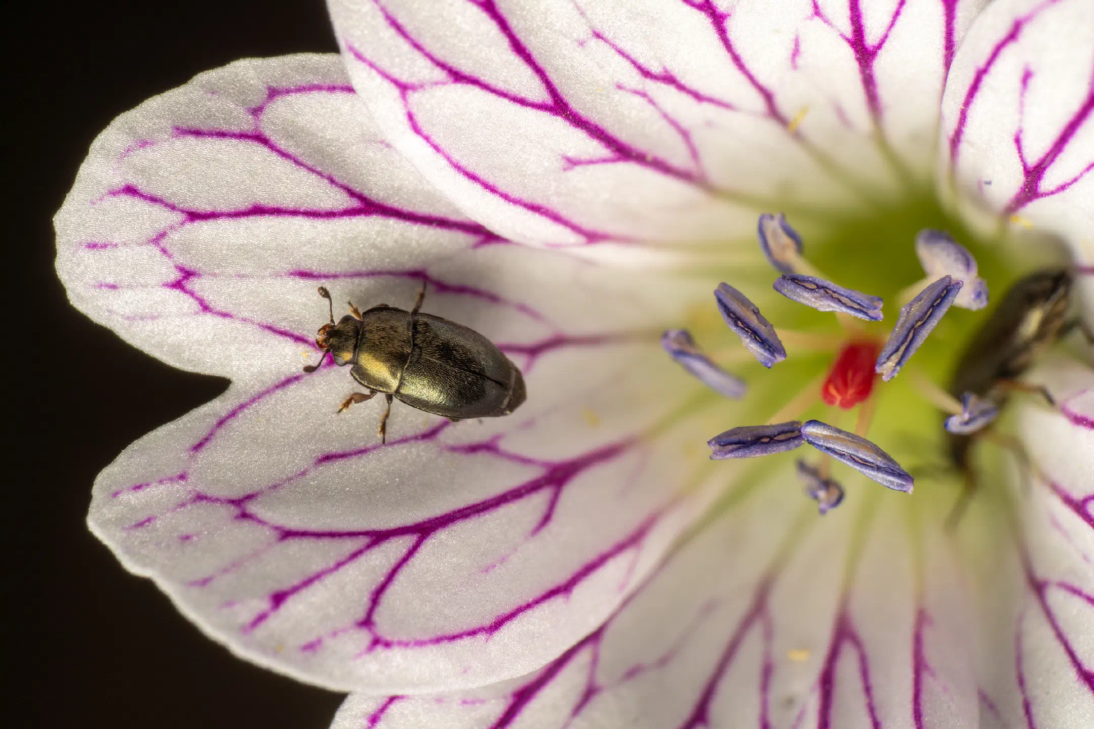Common Pollen Beetle | Common Pollen Beetle