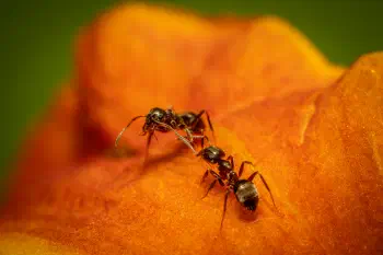 Black Garden Ant