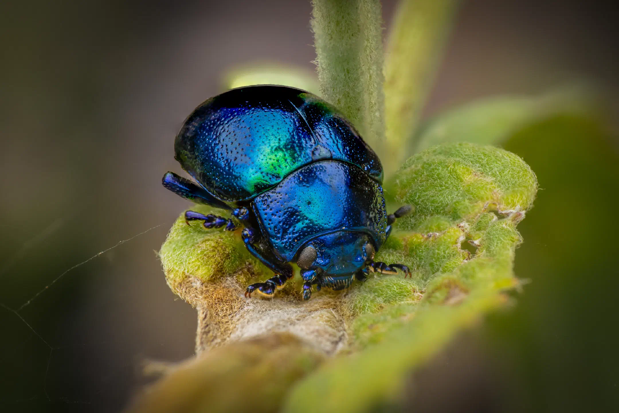 Mint beetle | Mint beetle