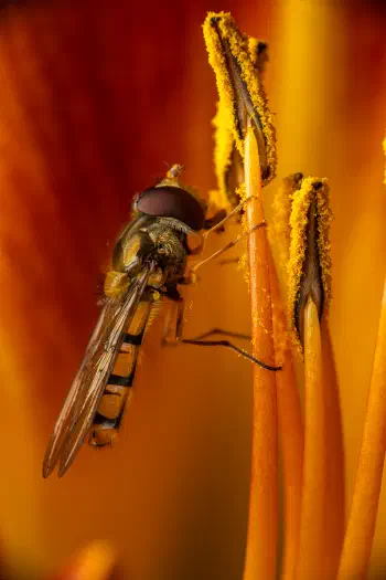 Marmalade Hover Fly