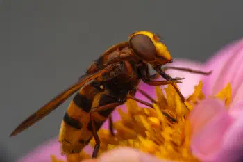 Hornet Mimic Hover Fly