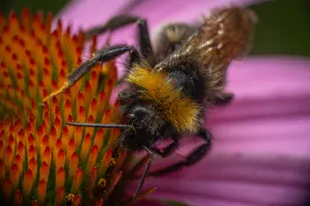 Garden Bumble Bee