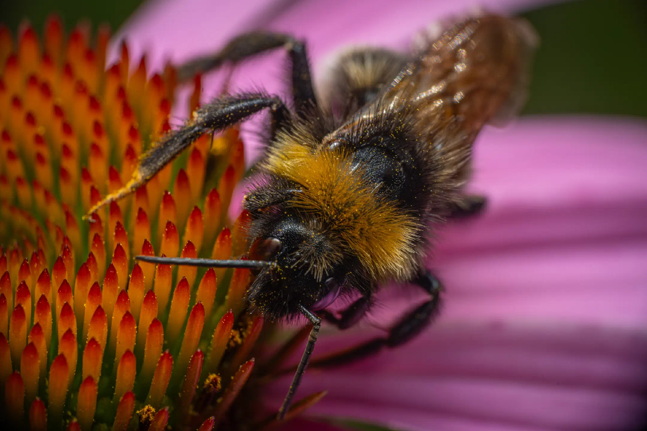 Garden Bumble Bee | Garden Bumble Bee