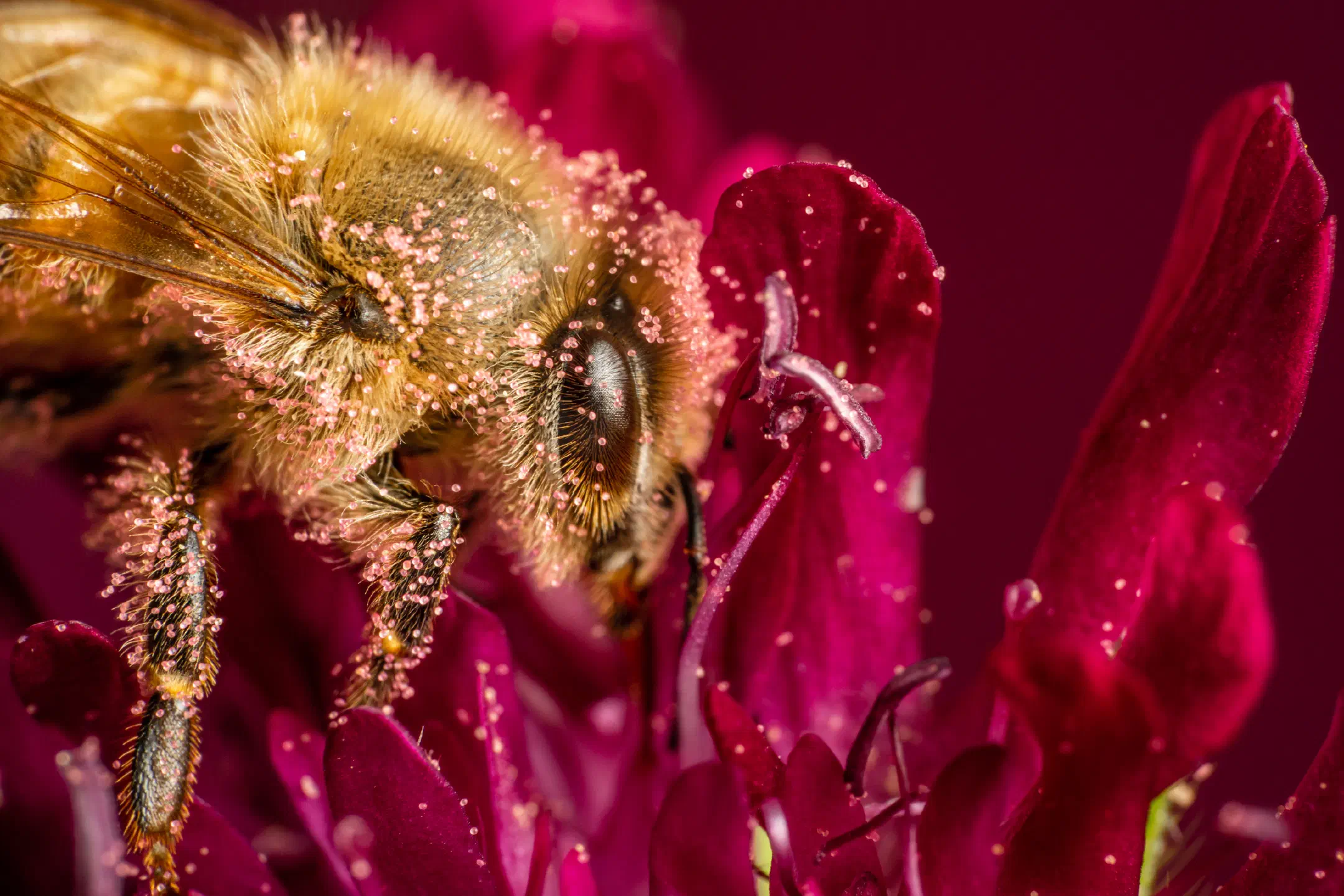 Western Honey Bee | Western Honey Bee