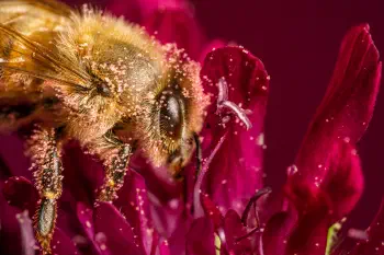 Western Honey Bee