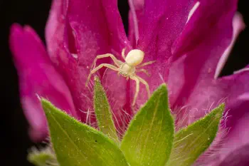 Goldenrod Crab Spider