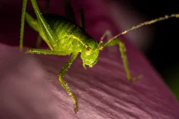Speckled Bush-cricket