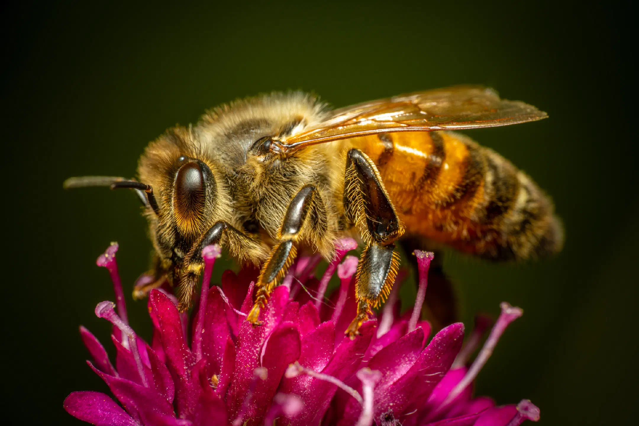Western Honey Bee | Western Honey Bee