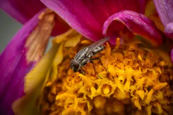 Locust Blowfly