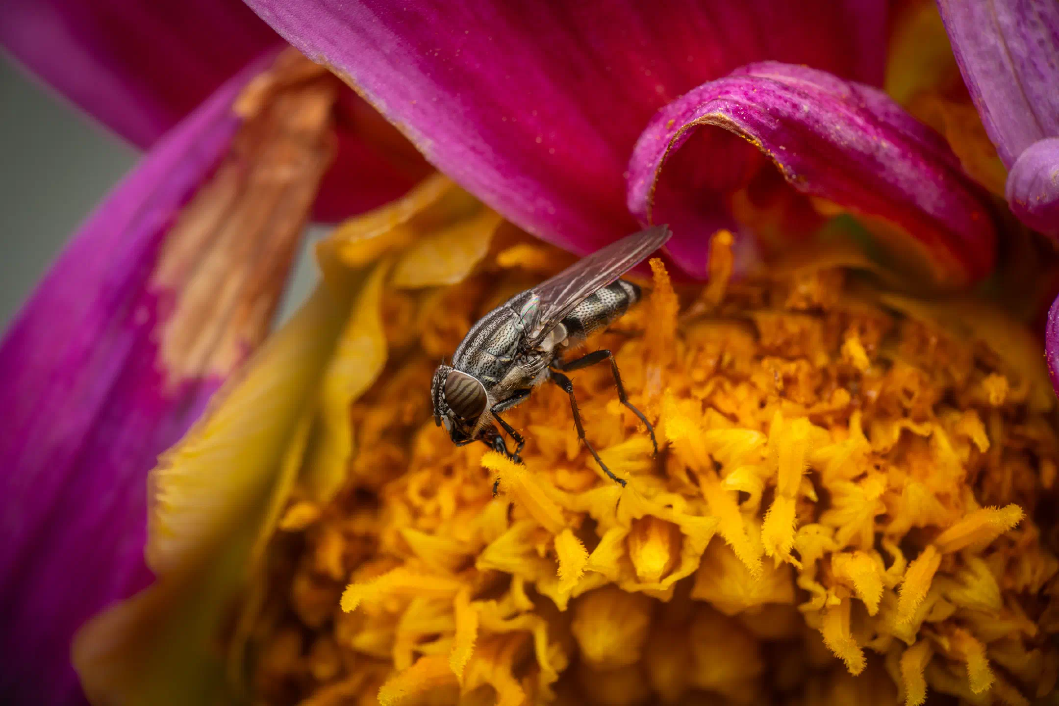 Locust Blowfly | Locust Blowfly