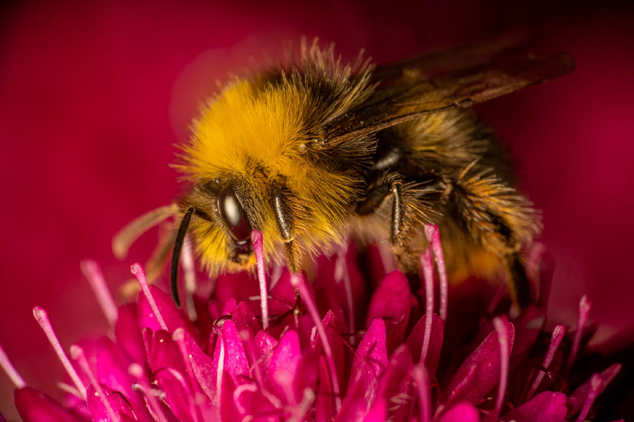 Garden Bumble Bee | Garden Bumble Bee