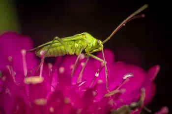Common Green Capsid
