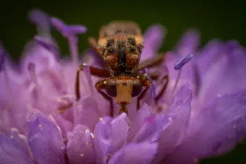 Ferruginous Bee-Grabber