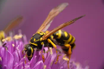 European Paper Wasp