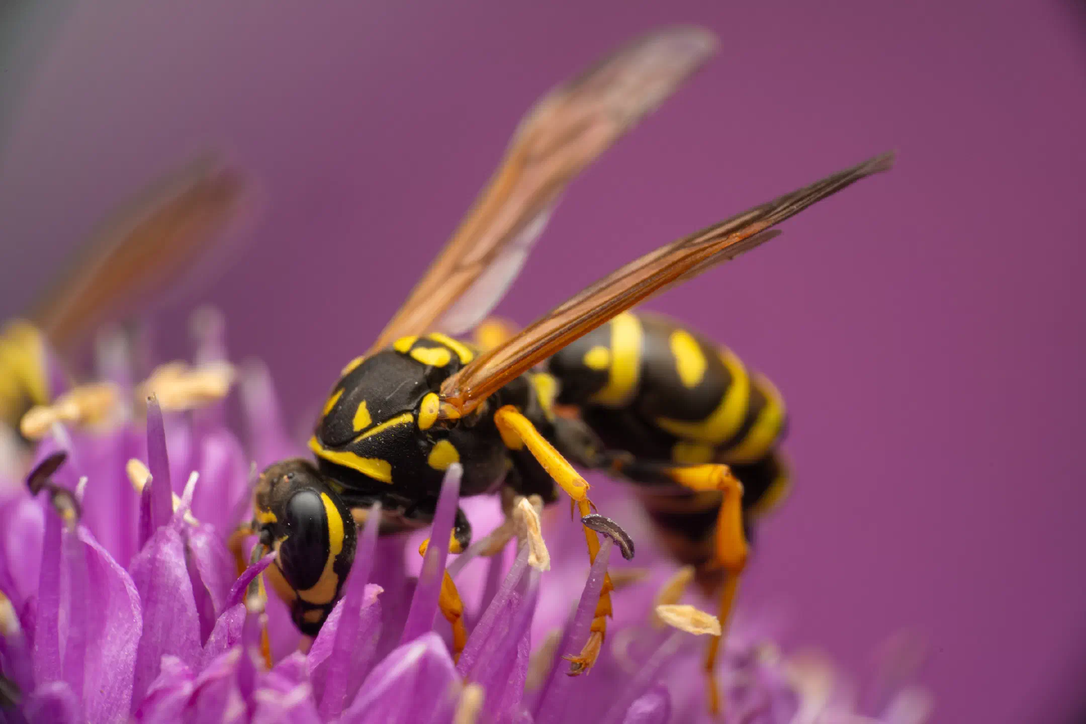 European Paper Wasp | European Paper Wasp