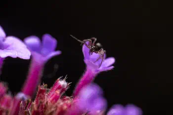 Garden Hammock Spider