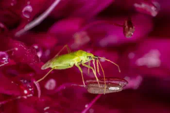 Common Green Capsid