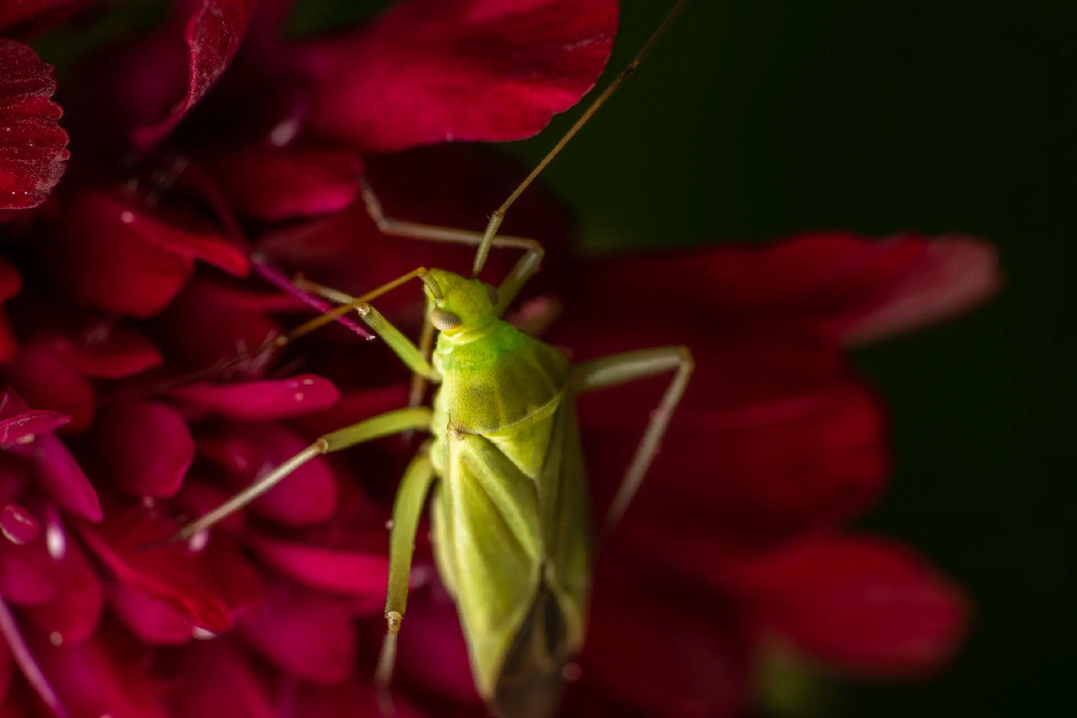 Apolygus lucorum | Apolygus lucorum