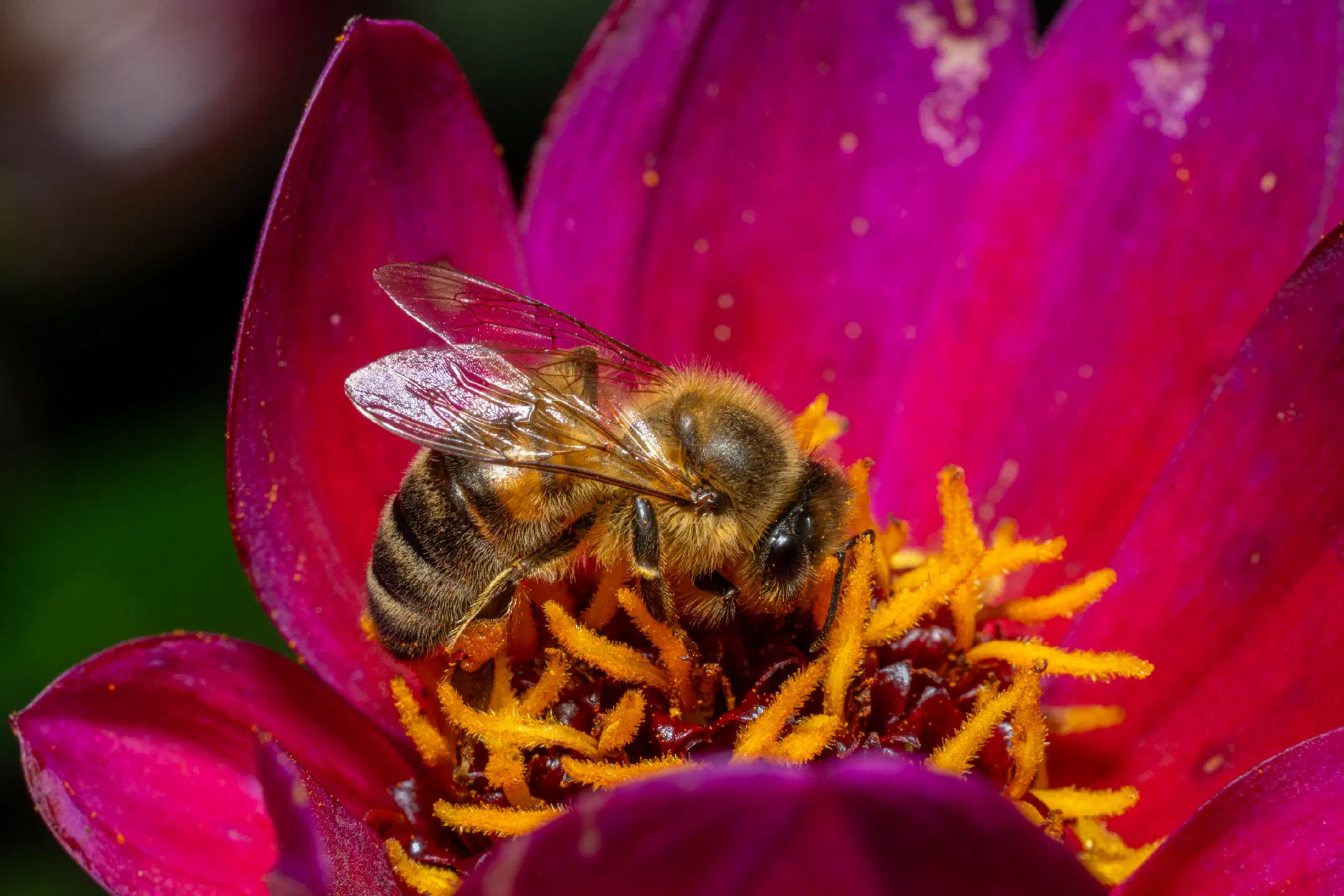 Western Honey Bee | Western Honey Bee