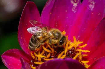 Western Honey Bee
