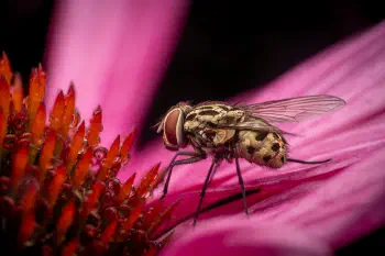 Sarcophaga carnaria