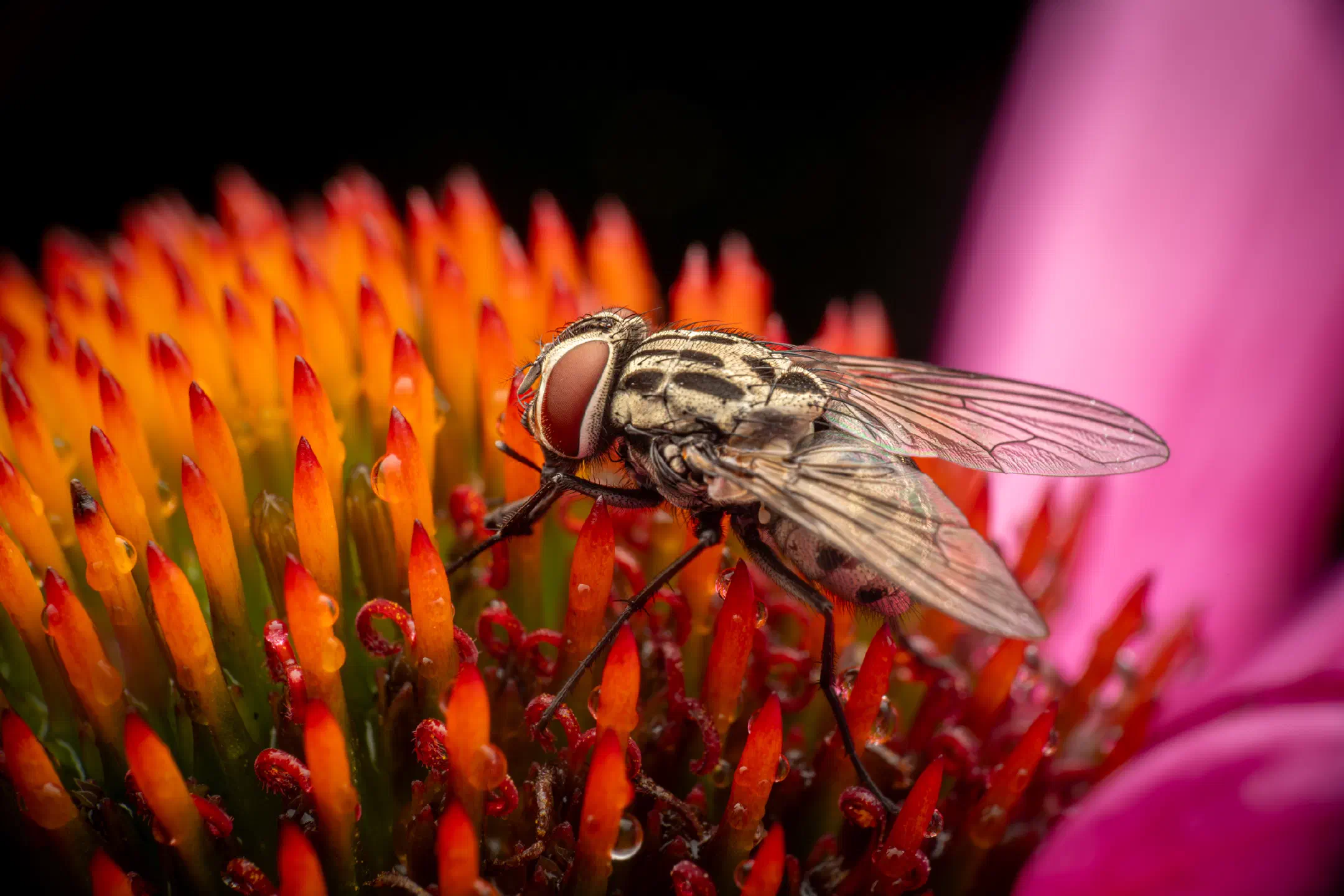 Sarcophaga carnaria | Sarcophaga carnaria