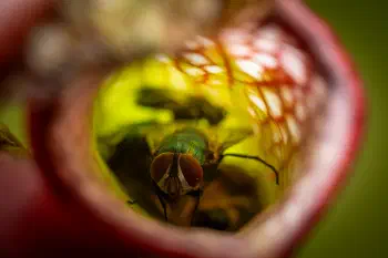 Common European Greenbottle Fly