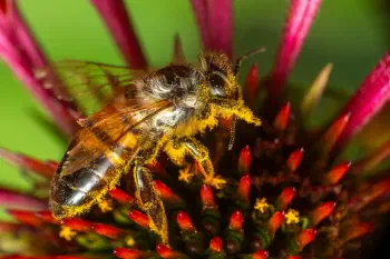 Western Honey Bee