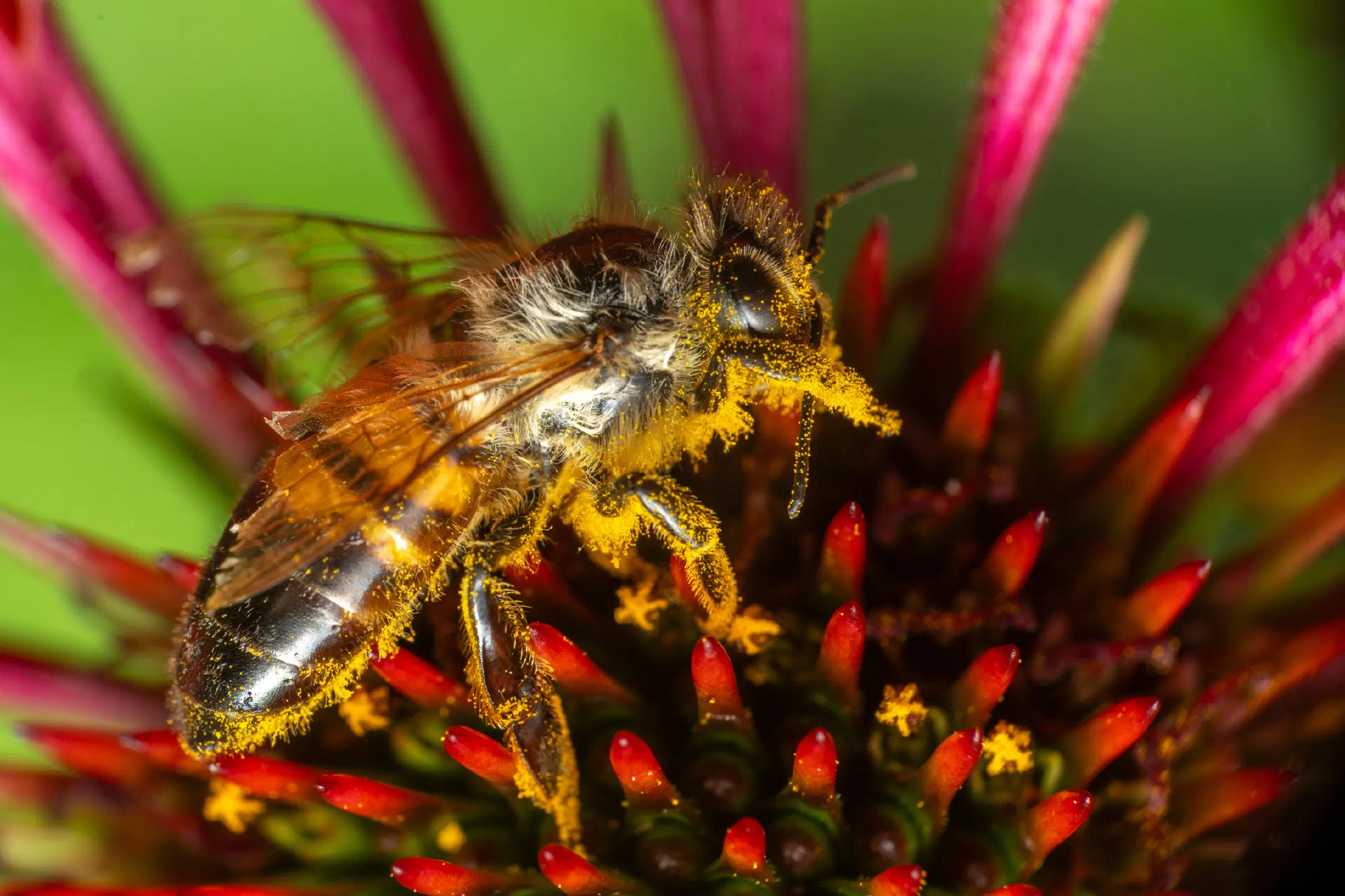 Western Honey Bee | Western Honey Bee