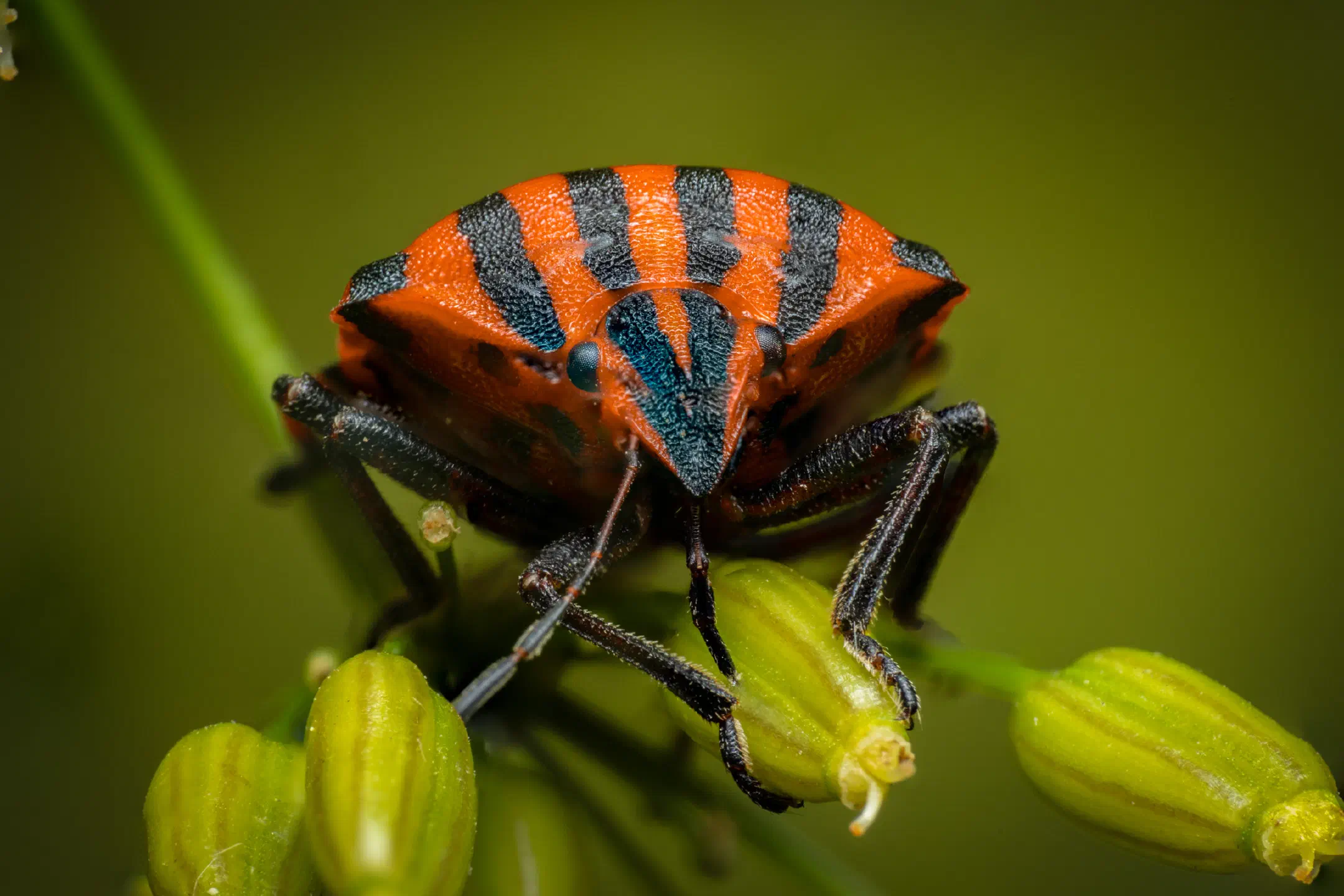 European Striped Shield Bug | European Striped Shield Bug
