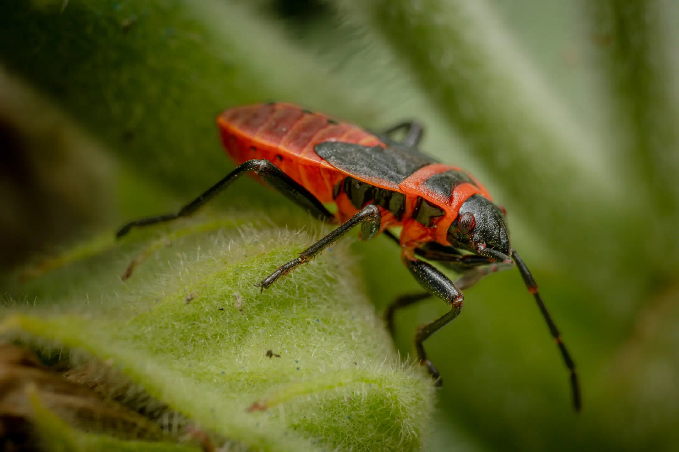 European Firebug | European Firebug