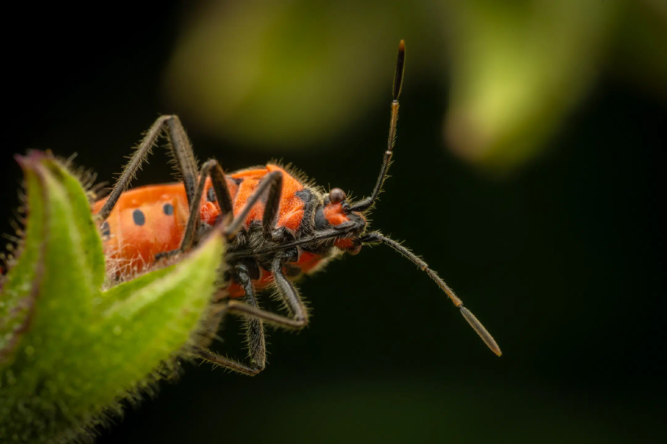 European Firebug | European Firebug