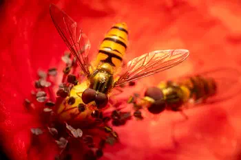 Marmalade Hover Fly