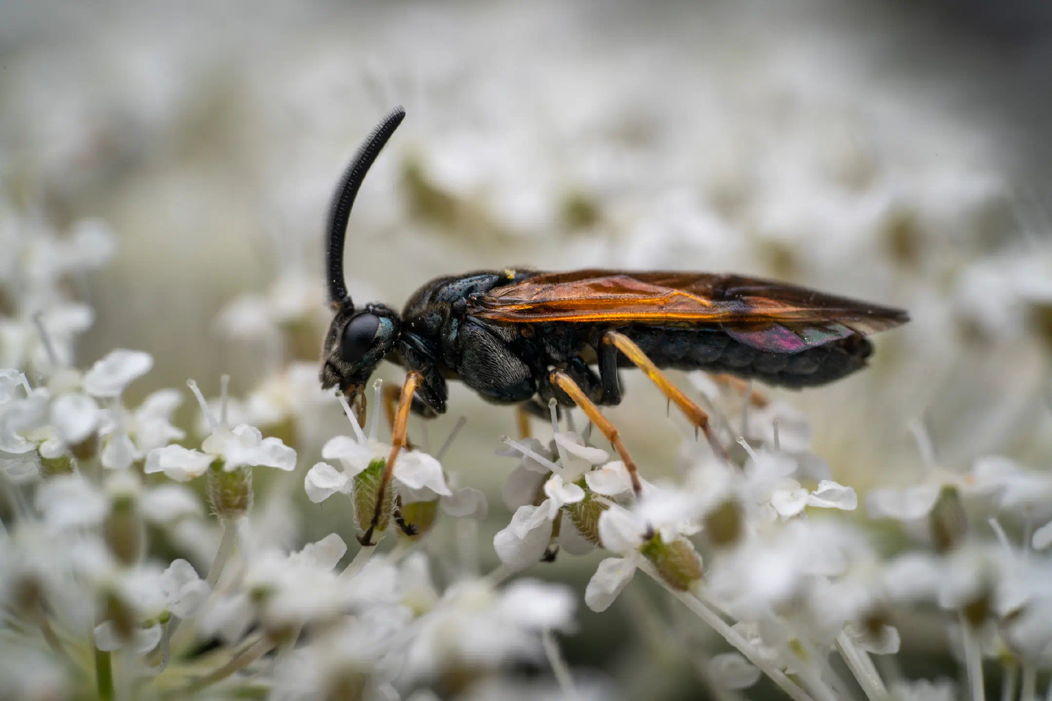 Arge cyanocrocea | Arge cyanocrocea