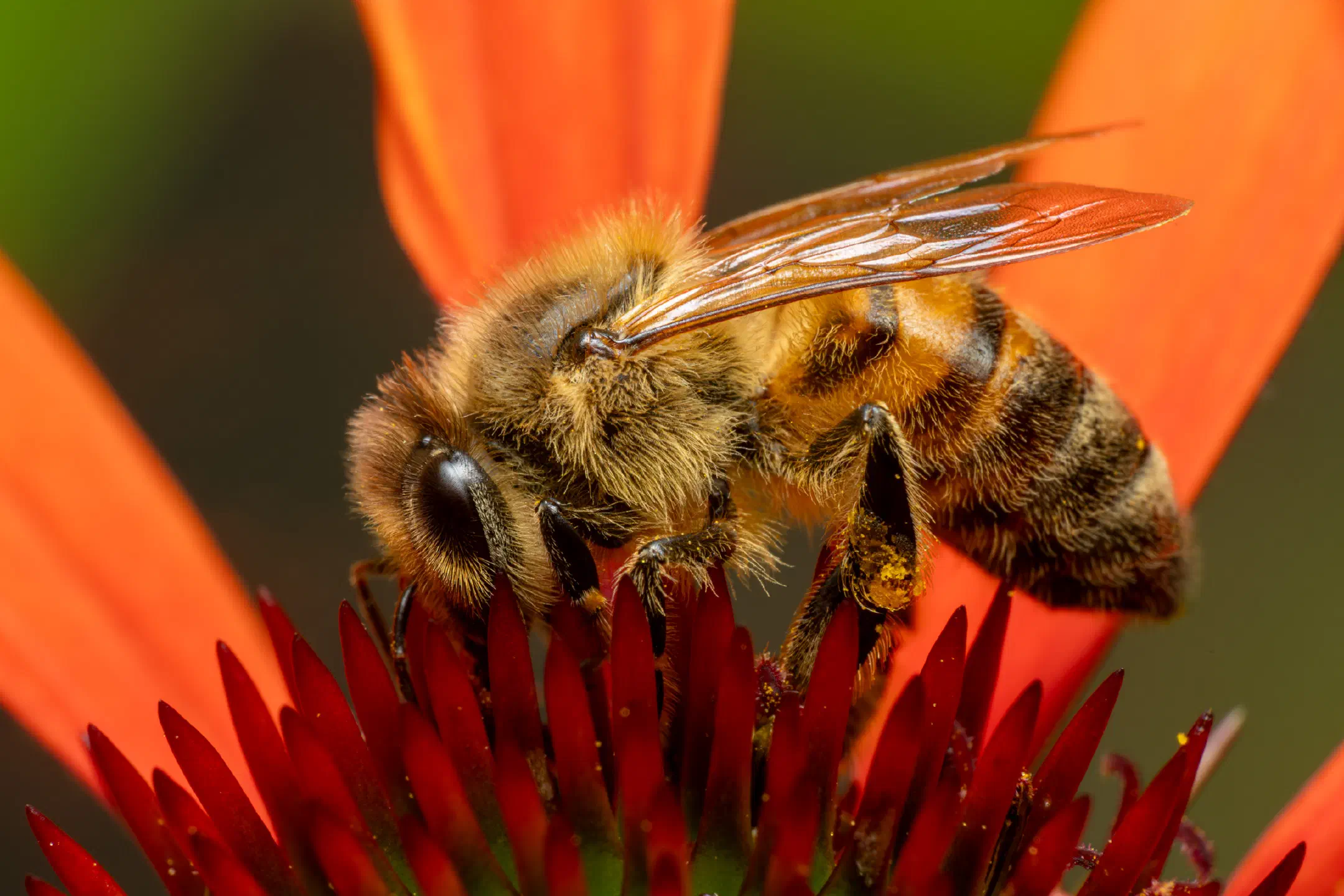 Western Honey Bee | Western Honey Bee