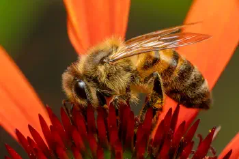 Western Honey Bee