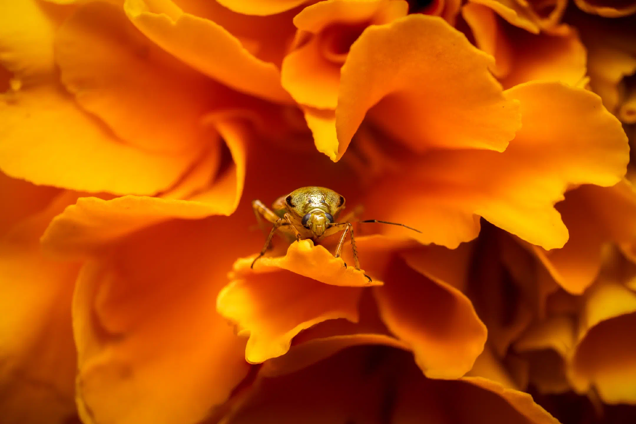 Calocoris affinis | Calocoris affinis