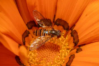 Marmalade Hover Fly