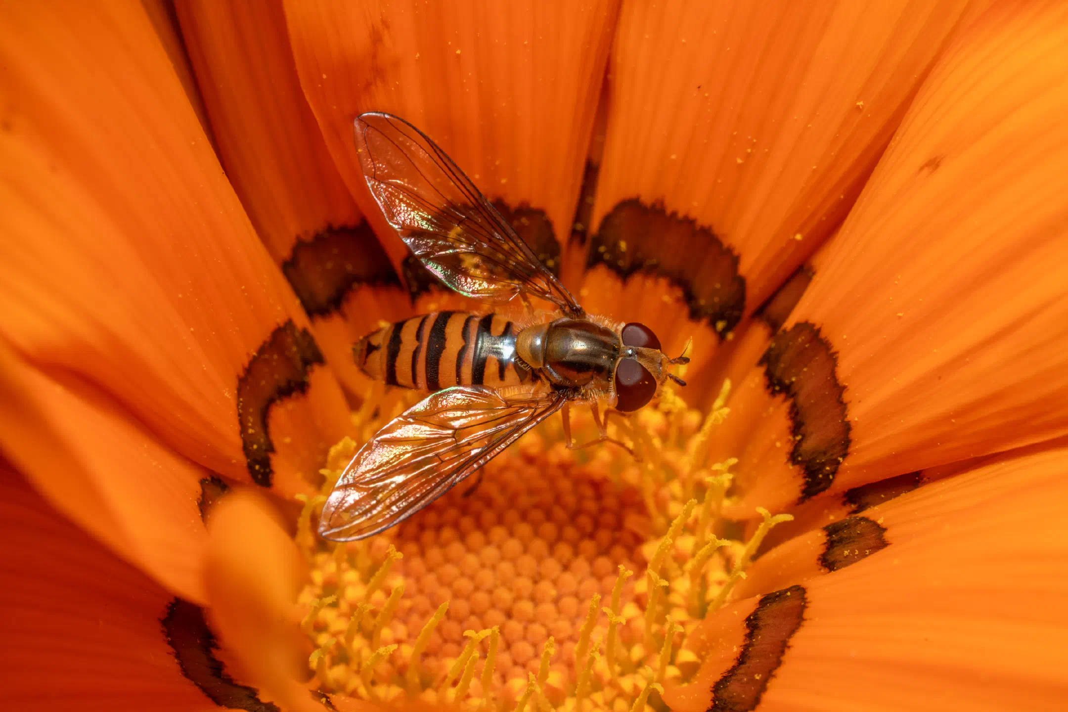 Marmalade Hover Fly | Marmalade Hover Fly