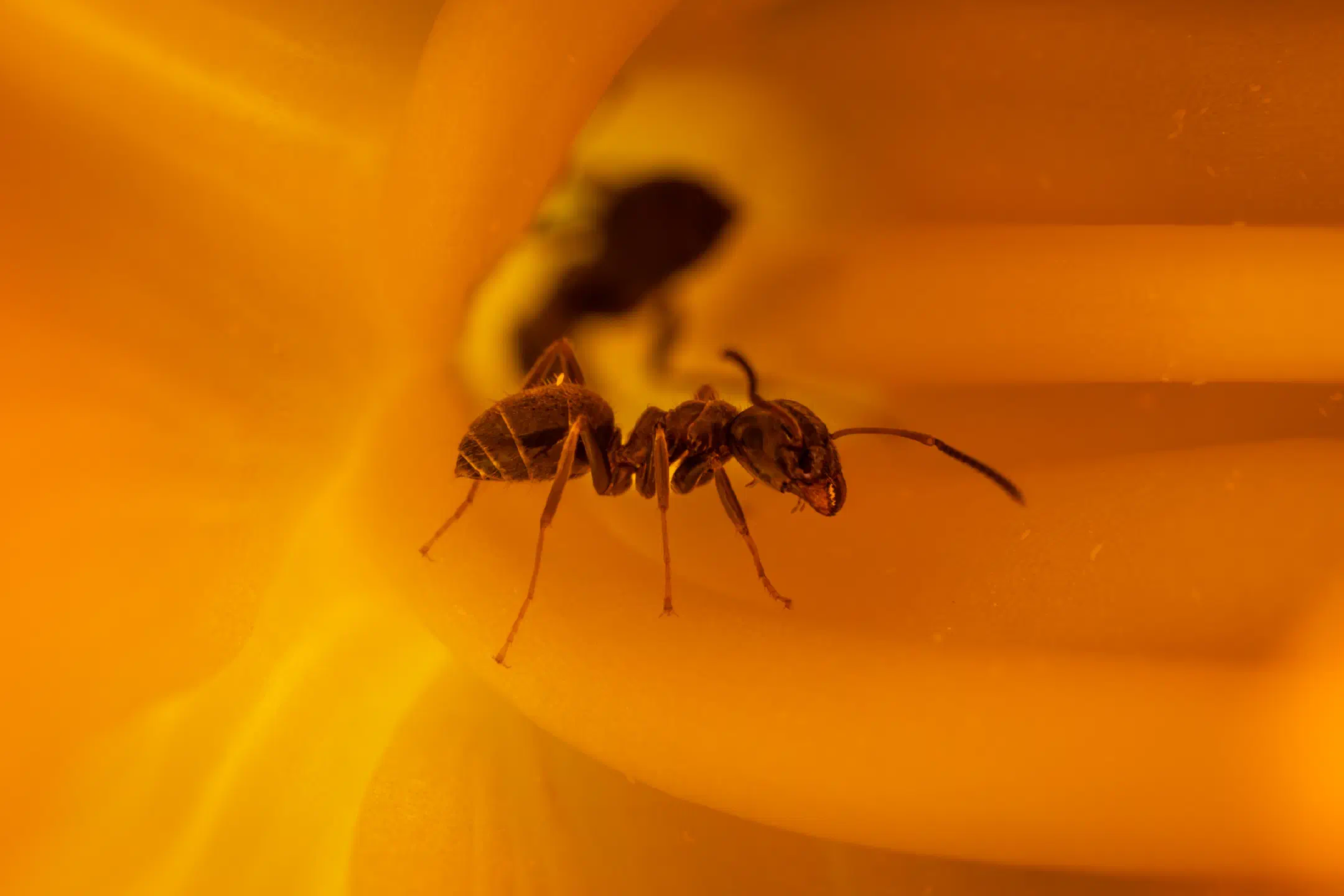 Black Garden Ant | Black Garden Ant