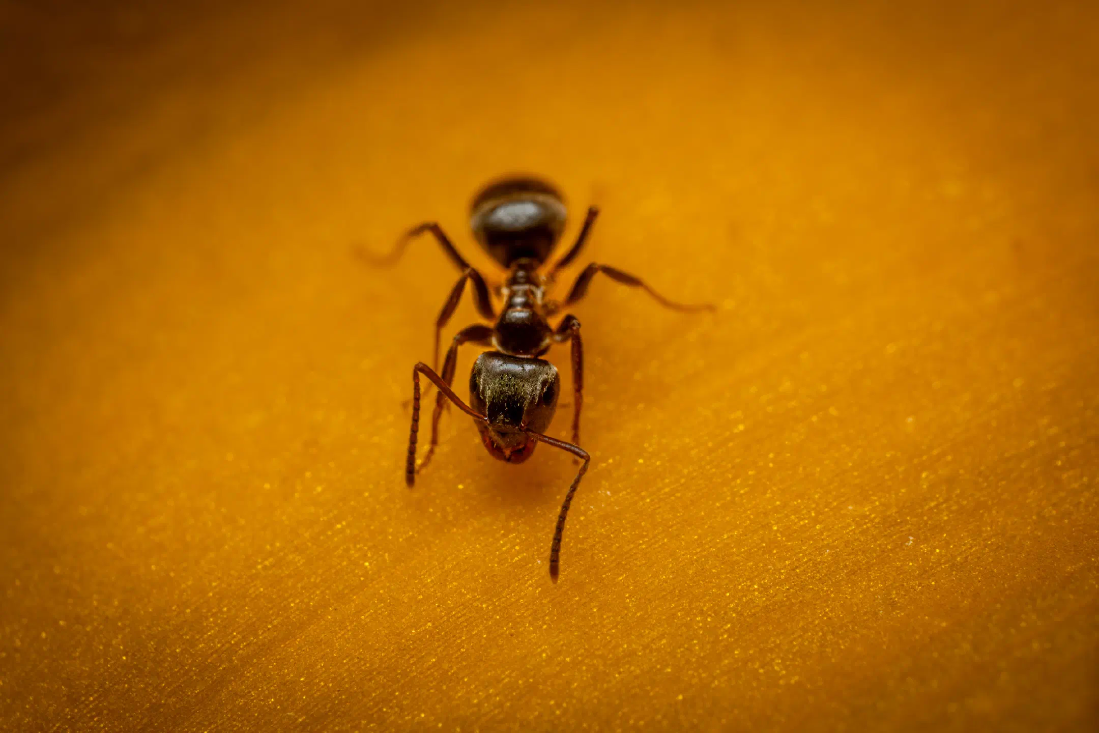 Black Garden Ant | Black Garden Ant