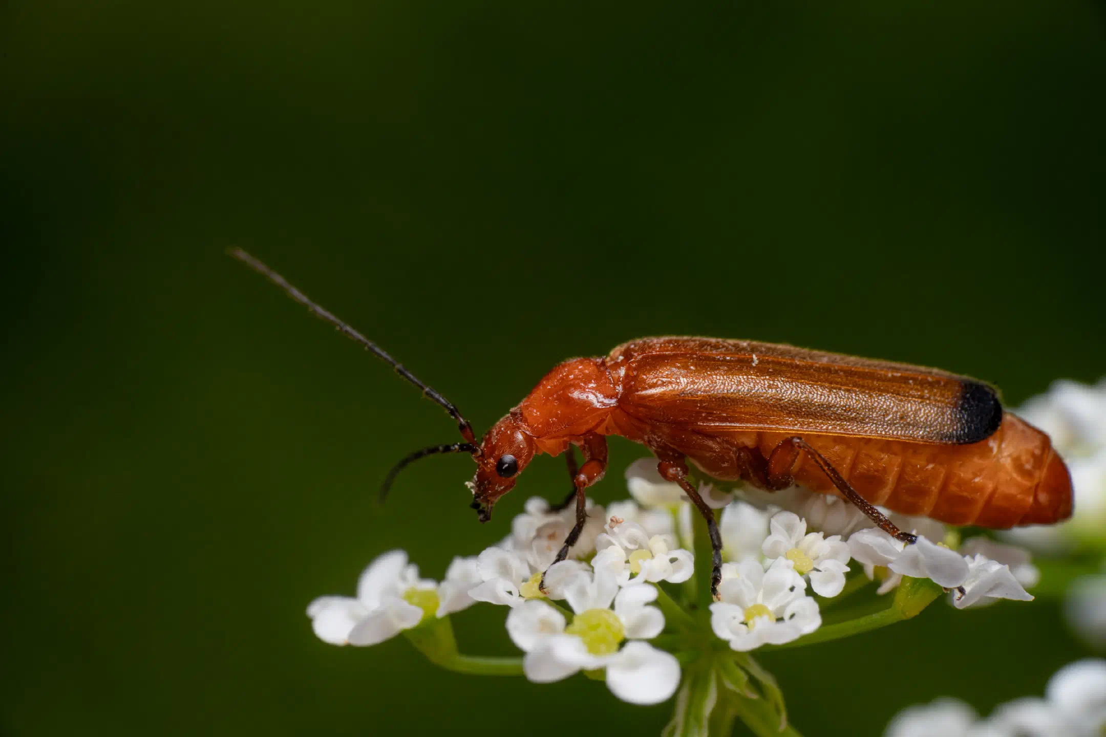 Common Red Soldier Beetle | Common Red Soldier Beetle