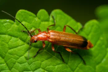 Common Red Soldier Beetle