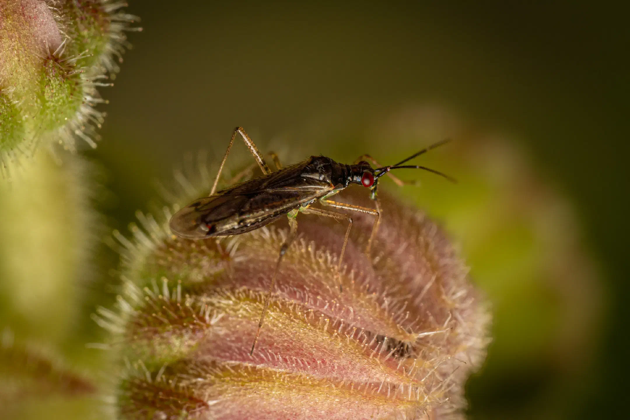 Dicyphus errans | Dicyphus errans