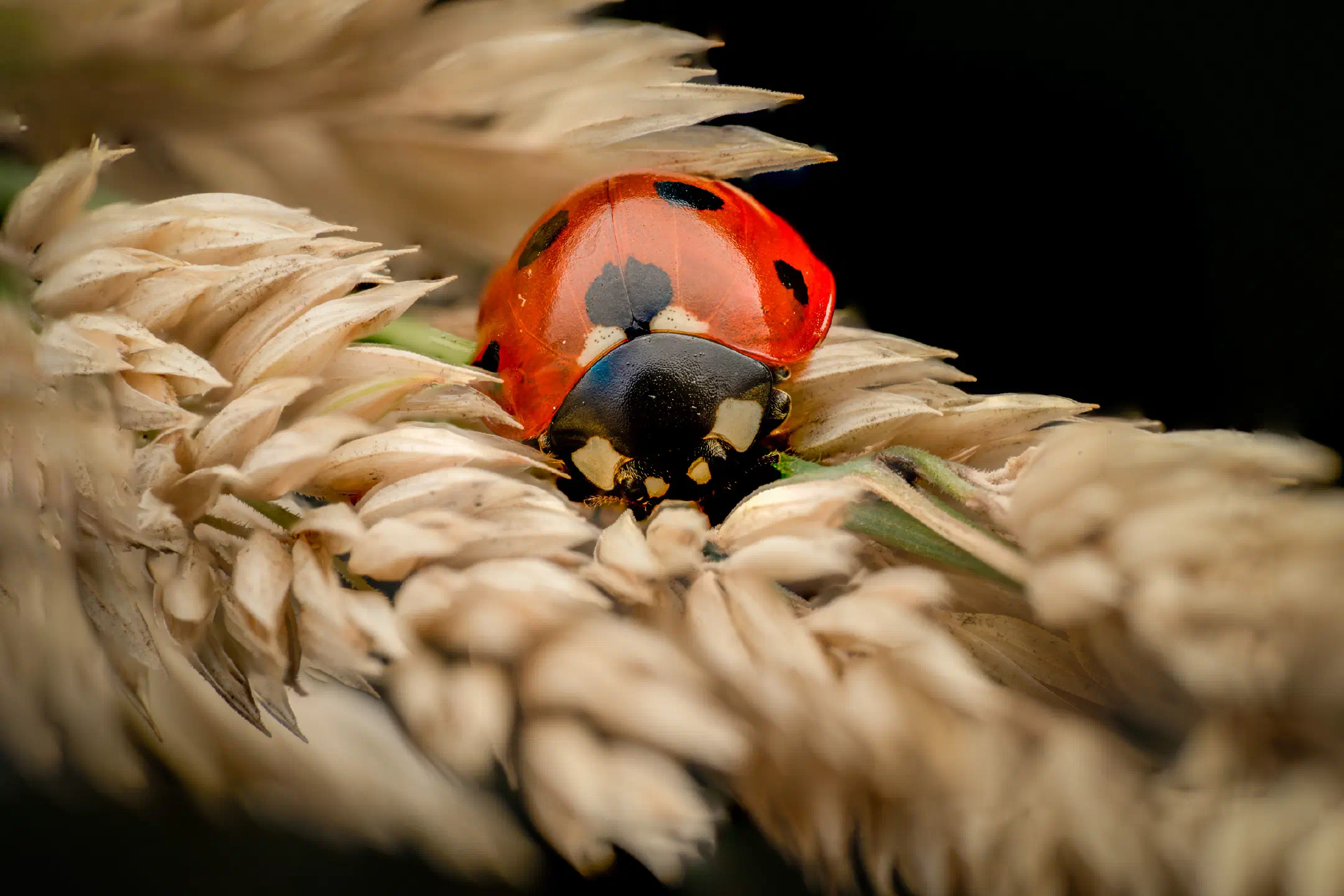 Seven-spotted Lady Beetle | Seven-spotted Lady Beetle
